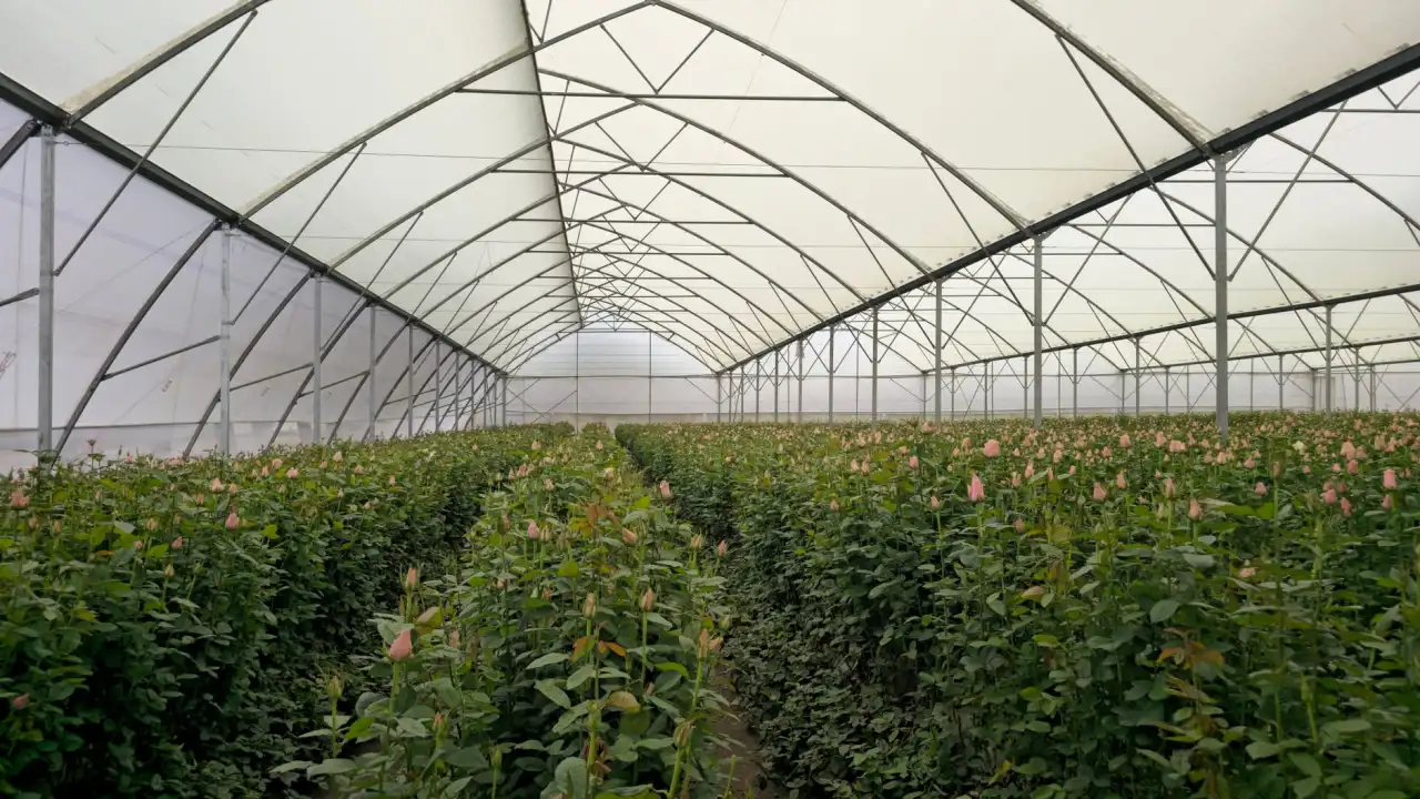 云南欣潼花卉鲜切花基地玫瑰百合康乃馨批量供应方案正文配图 1