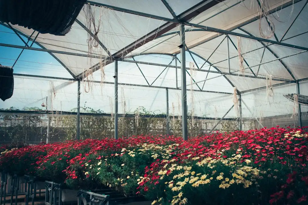 云南鲜花种植基地规模化发展:气候优势如何影响鲜切花品质与供应周期正文配图 2
