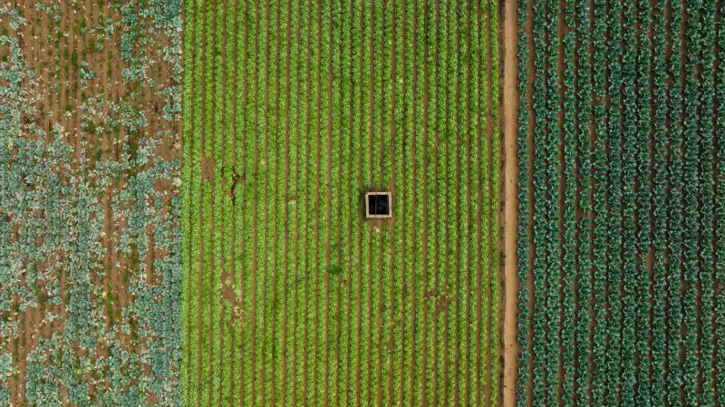 云南玫瑰鲜切花规模化种植技术与采后保鲜处理方案解析正文配图 1