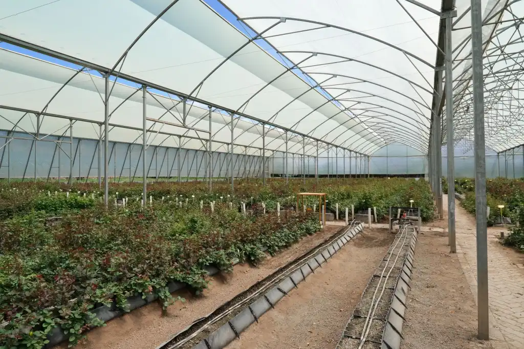 云南鲜切花产业2025年种植技术升级与冷链物流现状分析正文配图 1