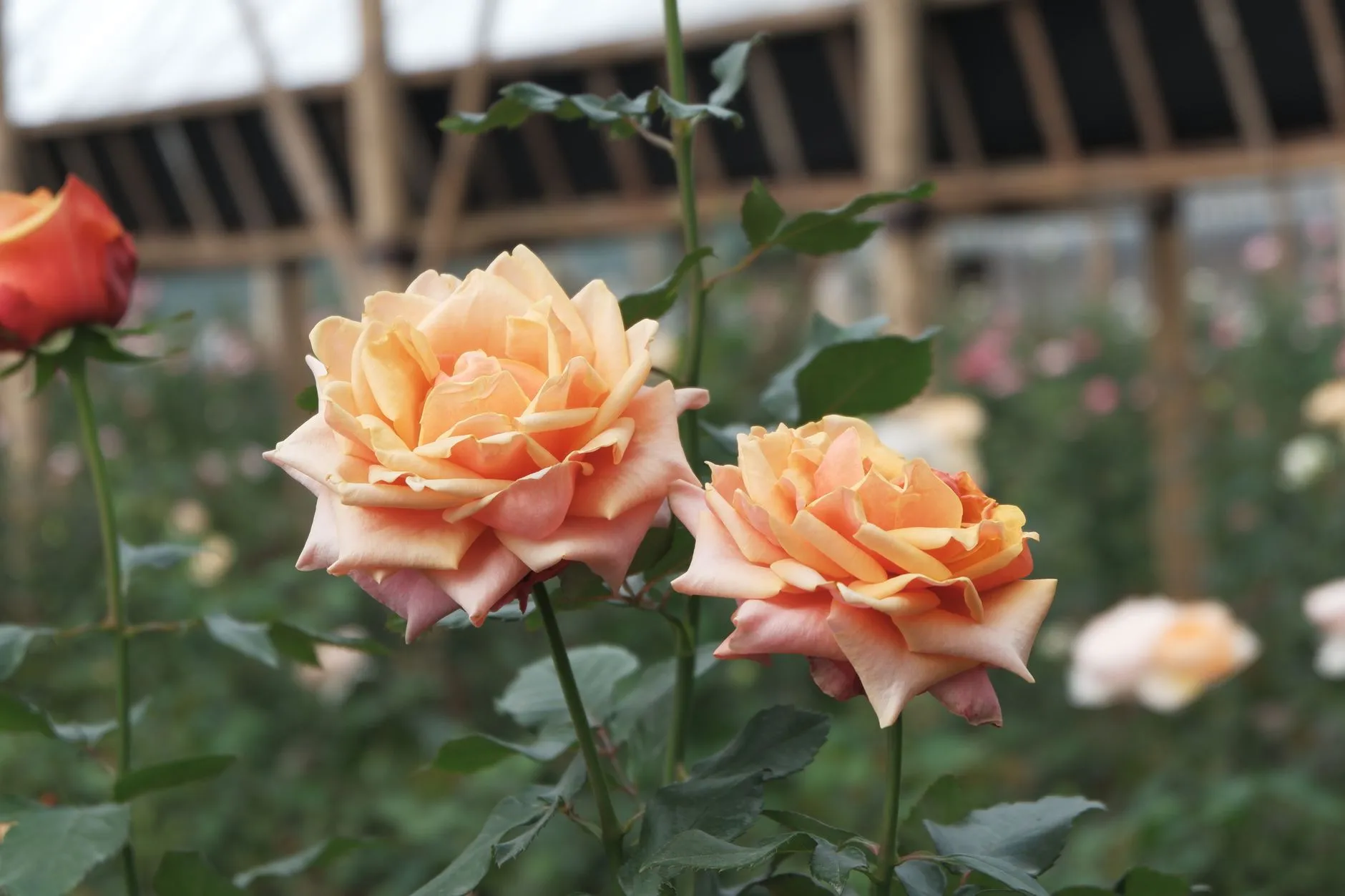 云南鲜切花规模化种植技术解析:玫瑰百合康乃馨的标准化栽培要点正文配图 1