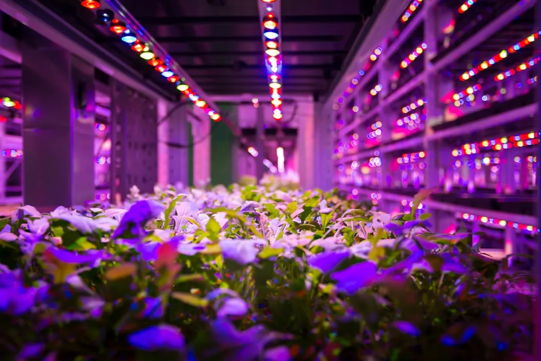 云南欣潼花卉鲜切花基地玫瑰百合康乃馨分级与保鲜标准正文配图 2
